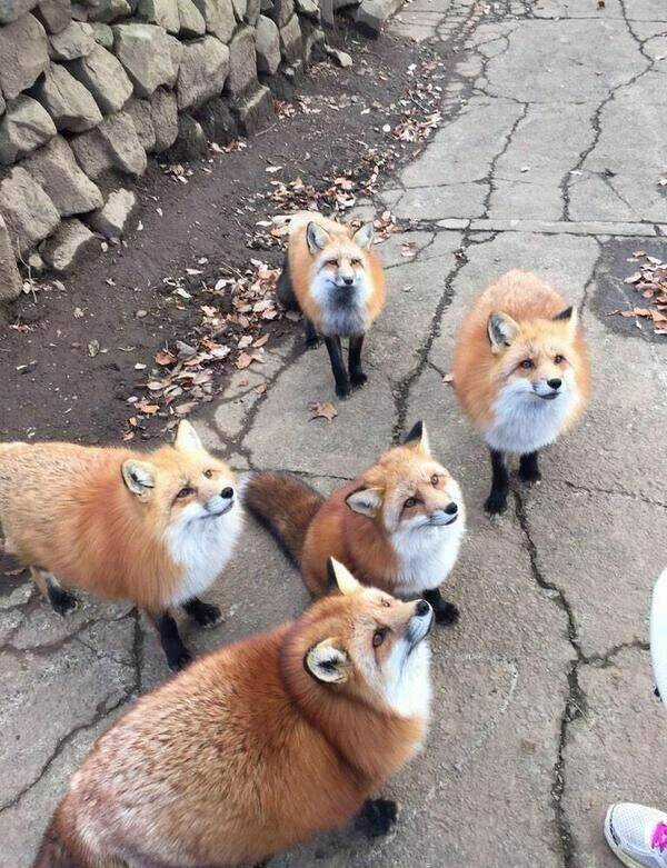 Ask Arhi senpai! - Chapter 0 - Trang 12