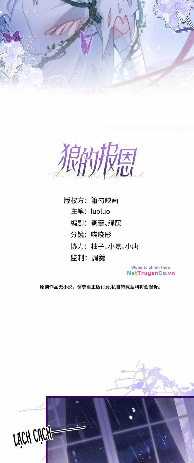 Báo Ân Của Sói - Chapter 41 - Trang 2