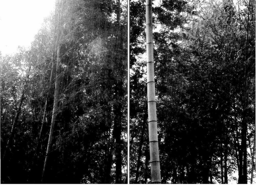 Bestia - Chapter 10 - Trang 3