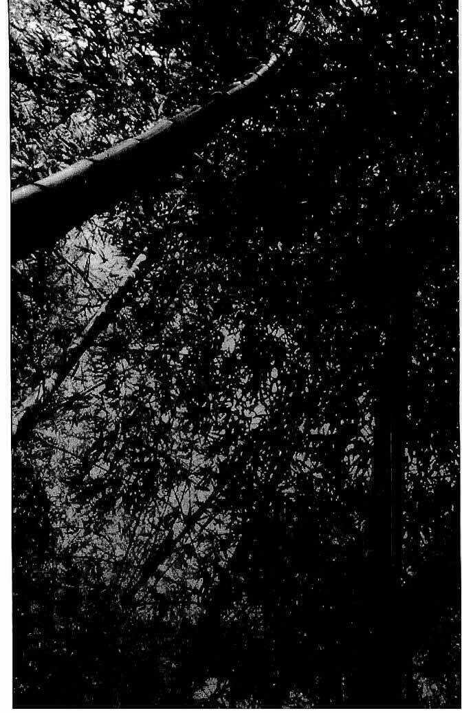 Bestia - Chapter 11 - Trang 23