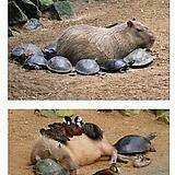 Đã Lâu Không Gặp - Chapter 53 - Trang 19