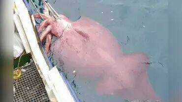 Dị Tộc Trùng Sinh - Chapter 152 - Trang 13