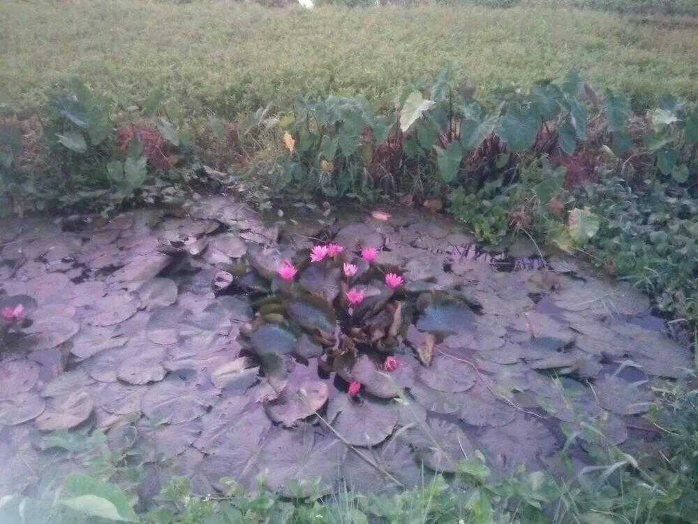 Độc Phi Thần Y Quá Kiêu Ngạo - Chapter 82 - Trang 55