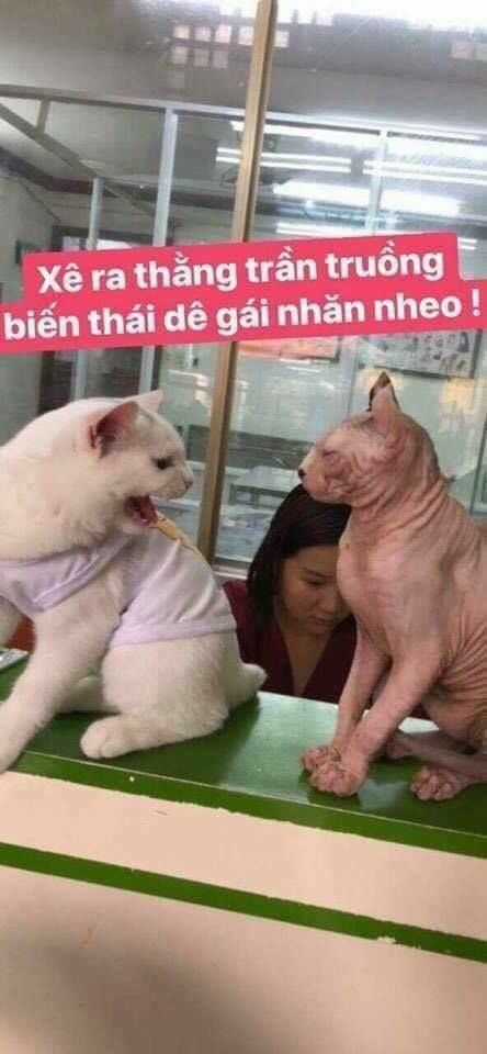 Haikyuu - Chapter 221 - Trang 19