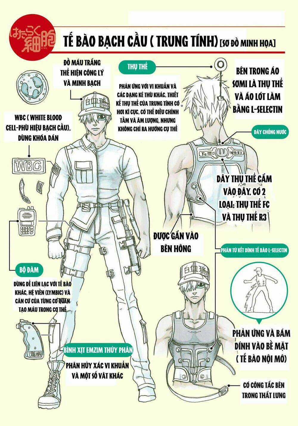 Hataraku Saibou! - Chapter 14 - Trang 33