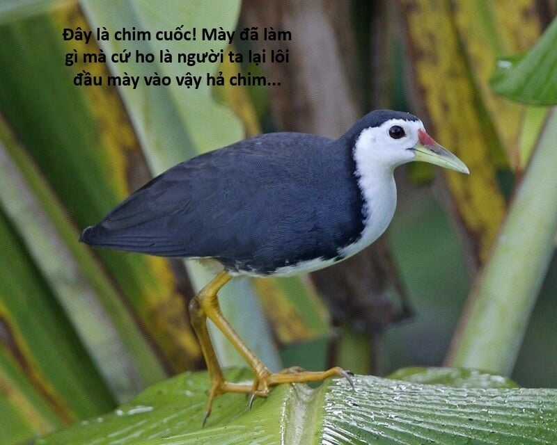 Hổ Đến Chơi Nhà - Chapter 119 - Trang 92