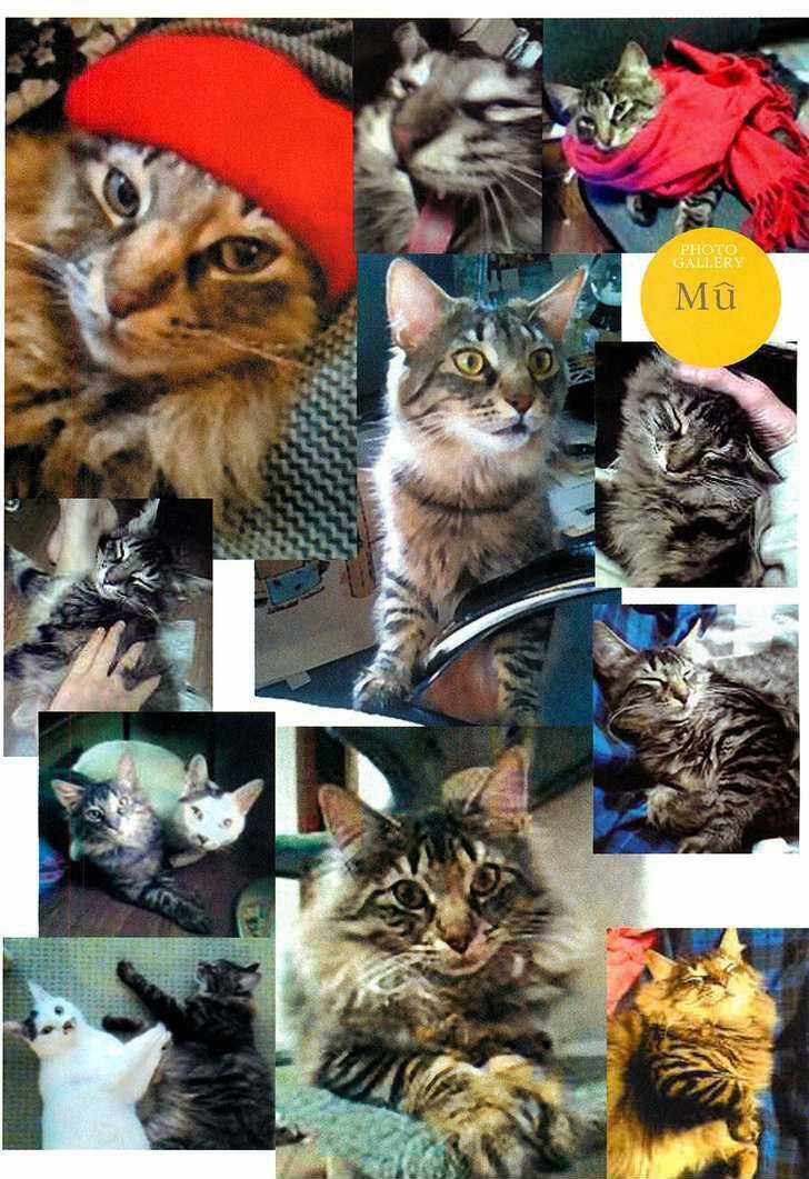 Ito Junji Cat's Diary - Chapter 6 - Trang 12