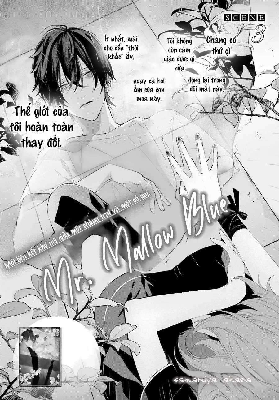 Mr. Mallow Blue - Chapter 3 - Trang 2