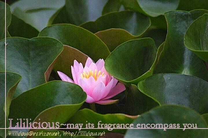 Namae Wa Mada Nai - Chapter 2 - Trang 10