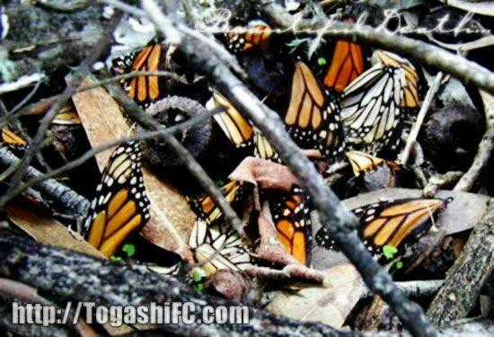 Sát Thủ Mèo Đen - Chapter 181 - Trang 22