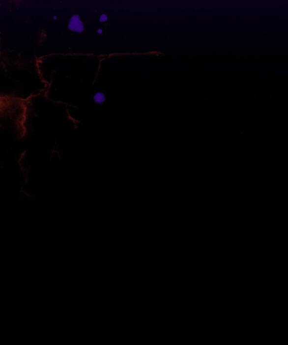 Serena - Chapter 41.2 - Trang 26