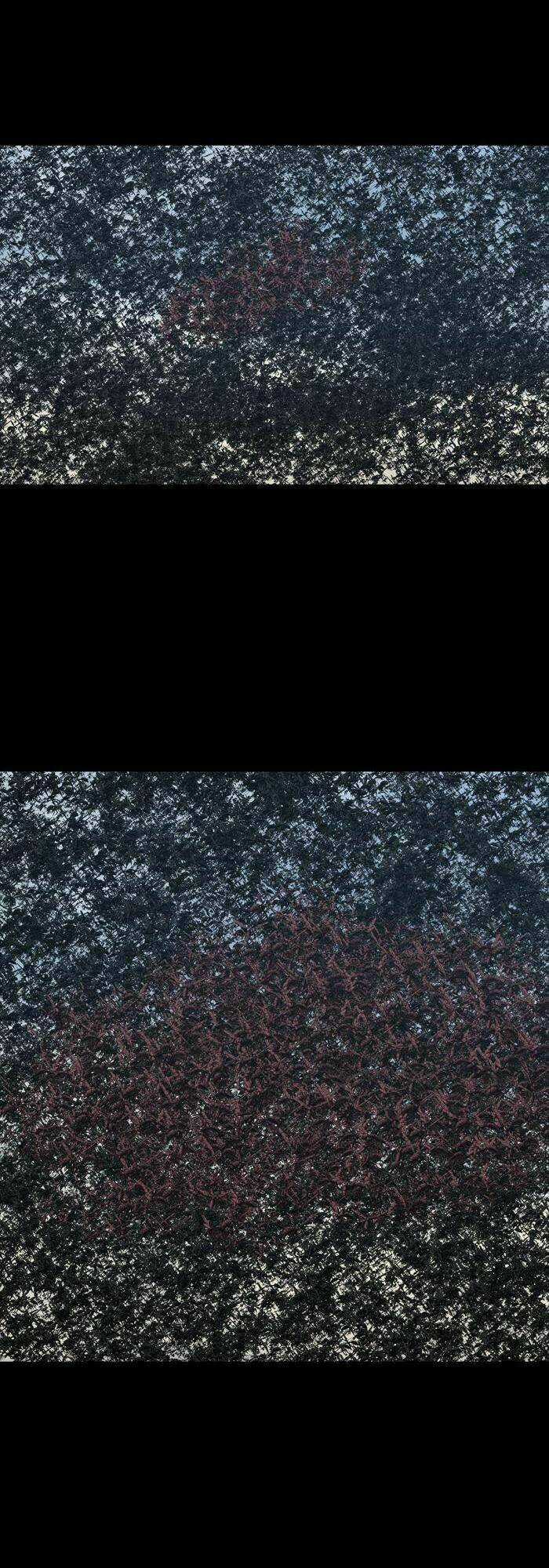 THẢM HỌA ONG ĐỘC - Chapter 234 - Trang 18